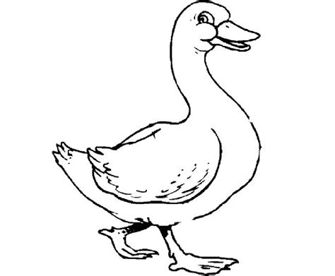 Coloring Pages of Ducks