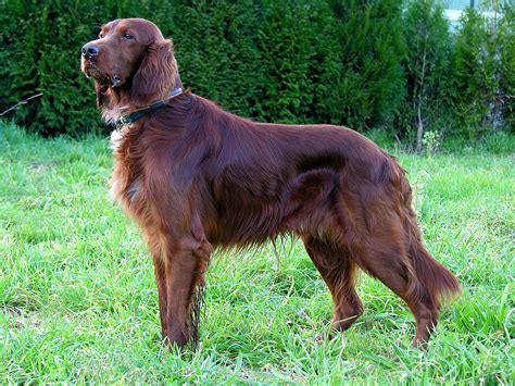 Irish Setter Dog Info, Puppies, Temperament, Mixes, Pictures