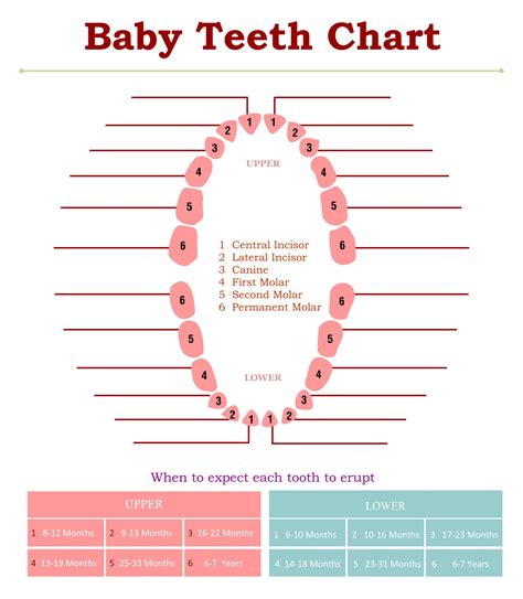 Free Printable Dental Tooth Chart