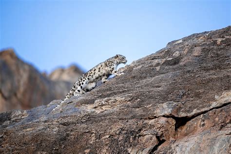 Snow Leopard Countries Launch New Conservation Programs - Snow Leopard ...