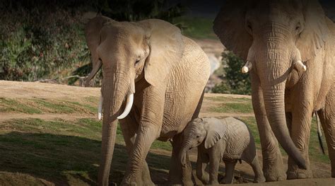 Behind-the-Scenes Safari | San Diego Zoo Safari Park