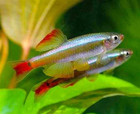 Golden White Cloud Mountain Minnow | Arizona Aquatic Gardens