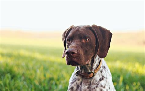 Download Dog Animal German Shorthaired Pointer HD Wallpaper