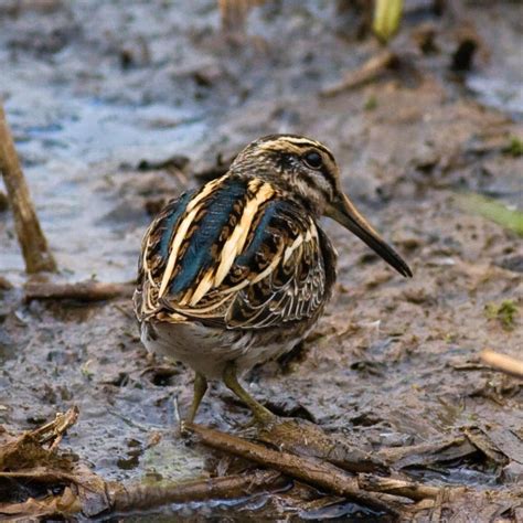 Jack Snipe | BTO - British Trust for Ornithology