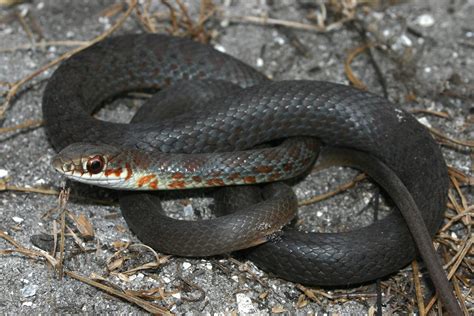 Fearsome Predators: Snakes That Strike Fear in the Hearts of Humans ...