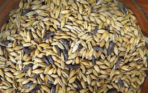 Ergot alkaloids - HealthyLife | WeRIndia