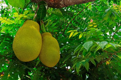 Breadfruit Tree - Grow, Care For, And Harvest Breadfruit Trees