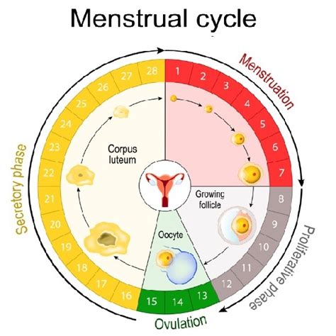 Menstrual Cycle Chart Fertility