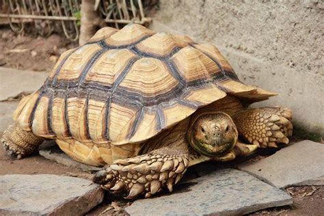 Sulcata Tortoise Care Guide