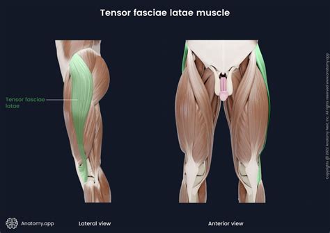 Tensor fasciae latae | Encyclopedia | Anatomy.app | Learn anatomy | 3D models, articles, and quizzes