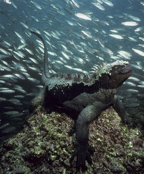 37 best images about Galapagos Marine Iguana on Pinterest | Swim ...