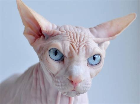 The Five Ugliest Cat Breeds In The World