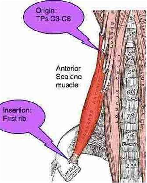 Pictures Of Anterior Scalene Muscle