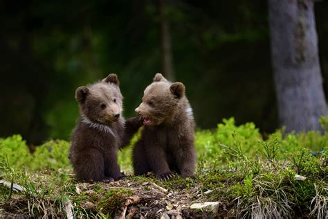 Baby Grizzly Bear Wallpaper