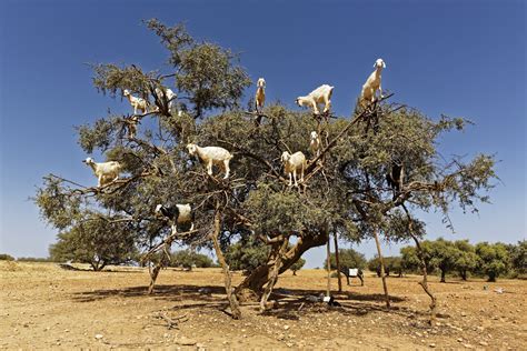 The Incredible Story Of Goats in Trees in Morocco | Meet the Peculiar Climbers | Goats, Morocco ...