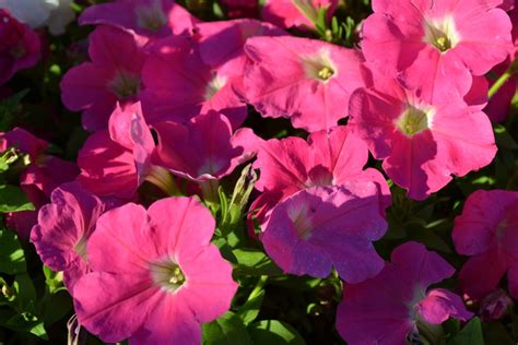 Pink Petunia - Green Thumb Advice