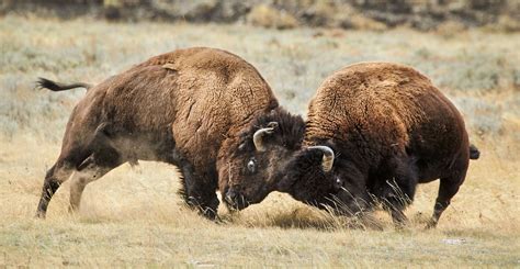 Photography in Yellowstone | Бизоны, Животные, Зубр