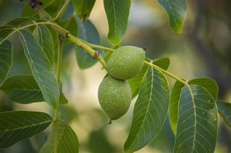 Walnut Tree Walnuts Unripe - Free photo on Pixabay - Pixabay