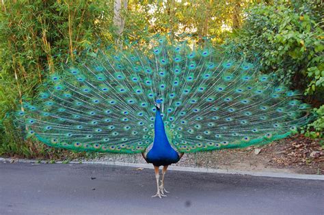 Peacock | The Biggest Animals Kingdom