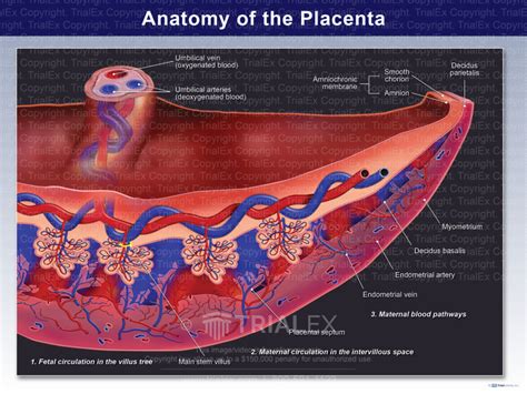 Placenta Structure Anatomy