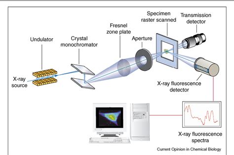 [PDF] Biological applications of X-ray fluorescence microscopy: exploring the subcellular ...