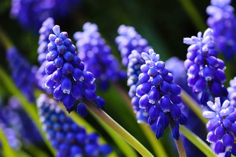 Grape Hyacinth – Stow Garden Center