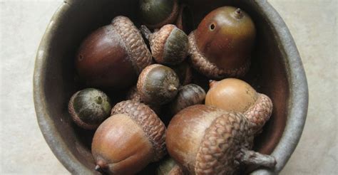 Image result for types acorns | Acorn, Seasonal drinks, Seasonal food