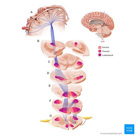 Pyramidal tracts: Corticospinal and corticonuclear tracts | Kenhub