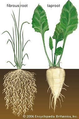 taproot | Definition, Facts, & Examples | Britannica.com