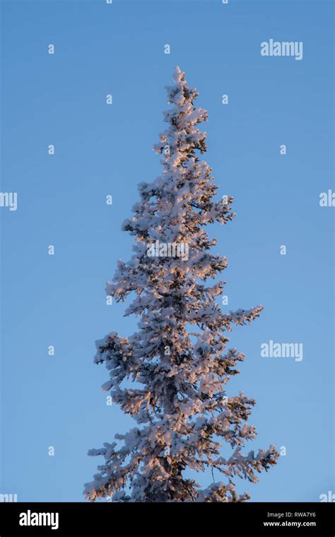 Snowy forest in Finnish Lapland Stock Photo - Alamy