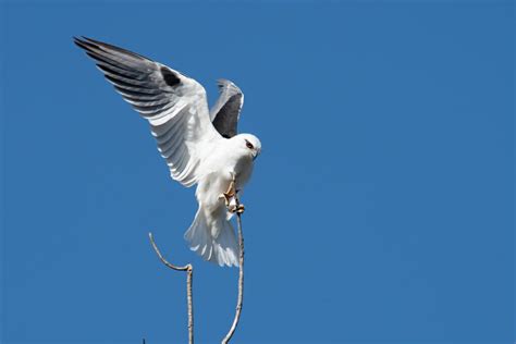 Australian Desert Animals in the Simpson Desert - The Wildlife Diaries