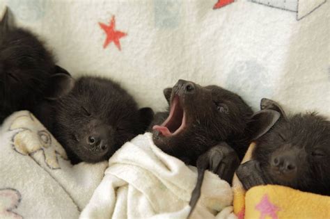 Erin's Blog: Baby Bats in Blankets