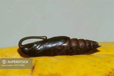 Five-spotted Hawk Moth Cocoon (Tomato Hornworm) (Manduca quinquemaculata), LA - SuperStock