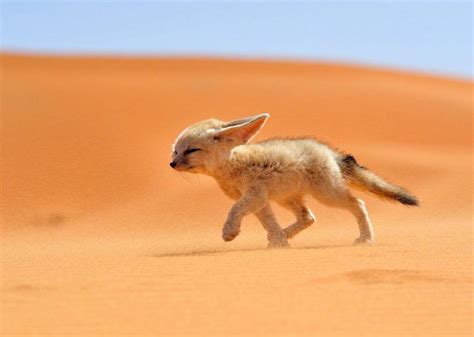 15 Exotic Animals That You can Legally Own