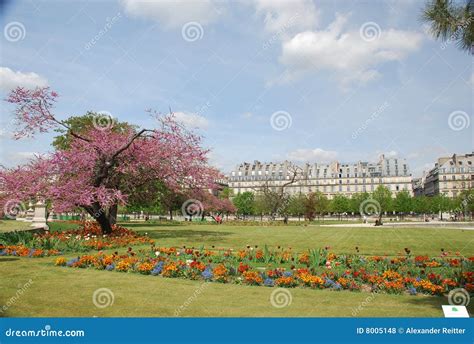Paris - les tuileries stock photo. Image of pink, french - 8005148