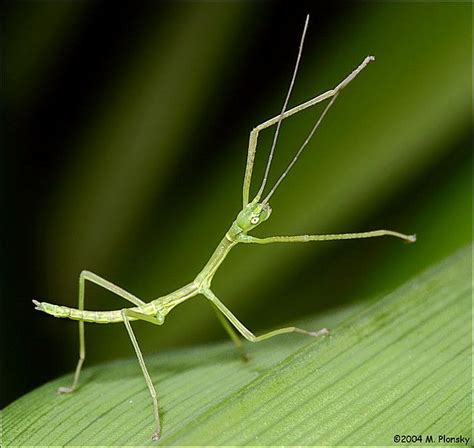 a close up of a green insect on a leaf