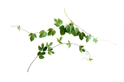 Leaf Vine Plant stem - vines png download - 1024*681 - Free Transparent Leaf png Download ...