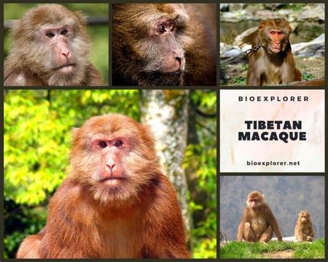 Tibetan Macaque Characteristics | Macaca Thibetana Facts