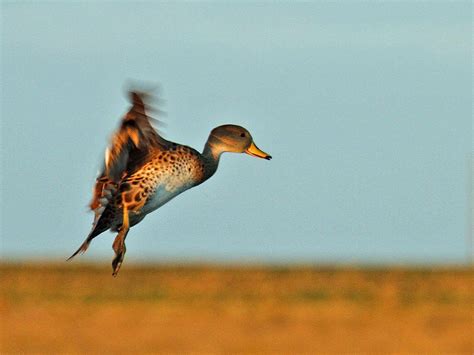 argentina duck hunting yellow billed pintail 8189 - Ramsey Russell's GetDucks.com