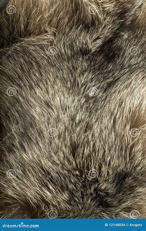 Background - Beautiful Polar Fox Fur Stock Photo - Image of exotic ...