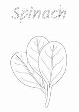 Free Printable Spinach coloring Page  Coloring Pages sketch template