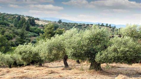 World Olive Tree Day 2020: Date, importance and significance of the day