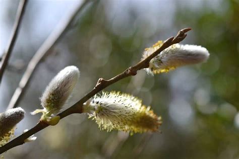 Nursery — SATURNIA FARM