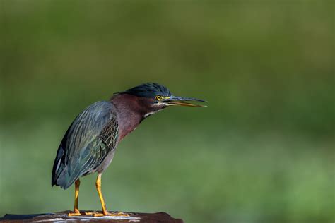 Green heron (Butorides virescens) at Lake Okeechobee, Flor… | Flickr