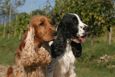 Irish Wolfhound vs American Cocker Spaniel - Breed Comparison