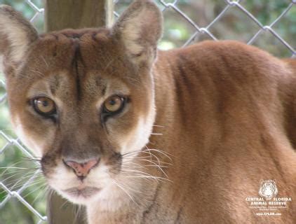 Cougars | Central Florida Animal Reserve | Compassion. Conservation ...