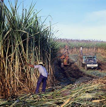 Economics behind Mexico: Agriculture of Mexico