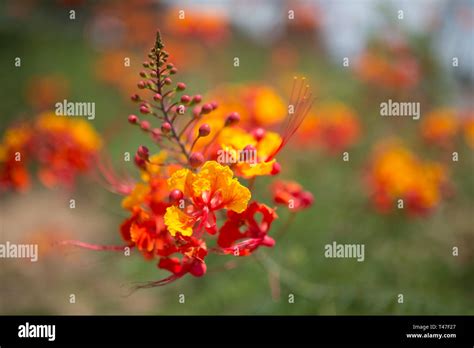 Pride of Barbados flower Stock Photo - Alamy