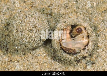 European antlion (Euroleon nostras), pupa in opened puparium, Germany ...