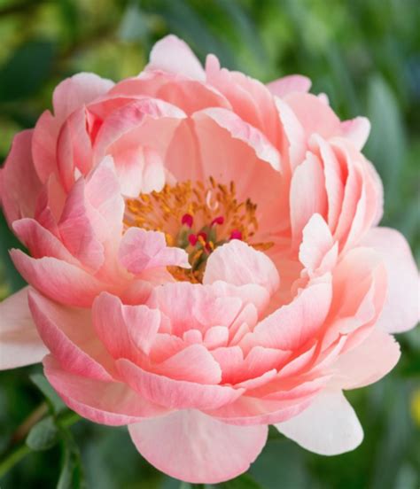 Coral Charm Peony (spring) - potted plant - Halifax Perennials